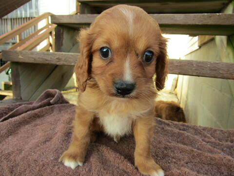 Medium Photo #1 Cavapoo Puppy For Sale in HUDSON, MI, USA