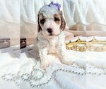 Small Photo #92 Goldendoodle (Miniature) Puppy For Sale in GASTONIA, NC, USA