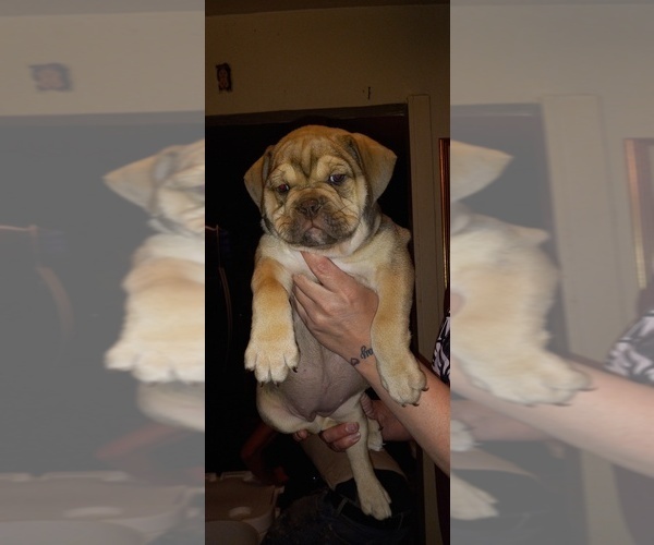 Medium Photo #1 Olde English Bulldogge Puppy For Sale in LUBBOCK, TX, USA