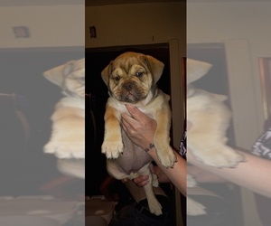 Olde English Bulldogge Puppy for sale in LUBBOCK, TX, USA