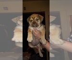 Small Photo #1 Olde English Bulldogge Puppy For Sale in LUBBOCK, TX, USA