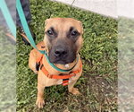 Small #1 American Staffordshire Terrier