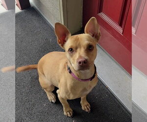 American Pit Bull Terrier-Chihuahua Mix Dogs for adoption in Polson, MT, USA