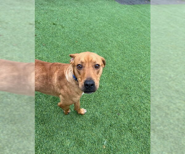 Medium Photo #6 Mutt Puppy For Sale in Woodbury, NY, USA