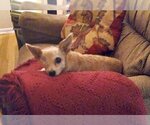 Small Photo #1 Chihuahua Puppy For Sale in Rockaway, NJ, USA