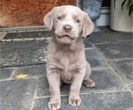 Small Photo #2 Labrador Retriever Puppy For Sale in SANTA MONICA, CA, USA