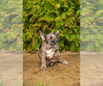 Small Photo #1 French Bulldog Puppy For Sale in DES PLAINES, IL, USA