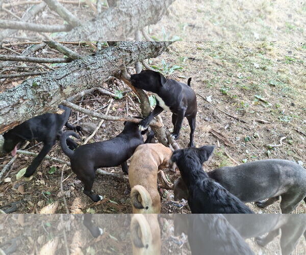Medium Photo #12 Labrador Retriever-Unknown Mix Puppy For Sale in Sebec, ME, USA