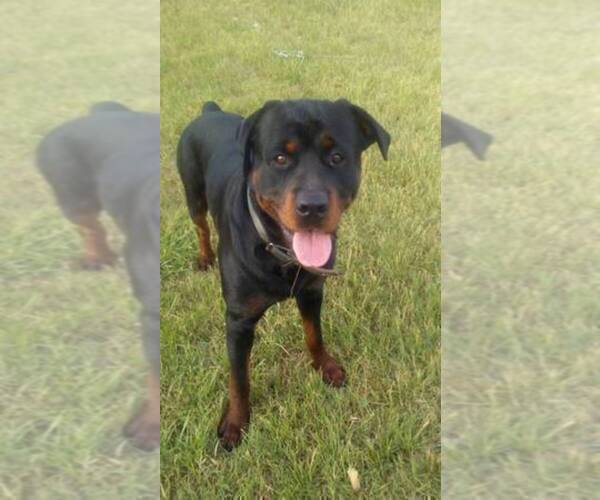 Full screen Photo #8 Rottweiler Puppy For Sale in CONWAY, AR, USA