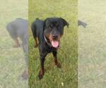 Small Photo #8 Rottweiler Puppy For Sale in CONWAY, AR, USA