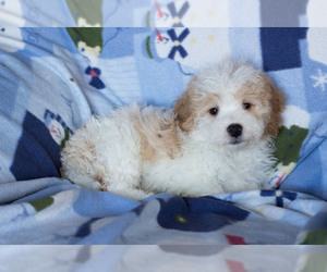 Goldendoodle Puppy for sale in MILWAUKEE, WI, USA