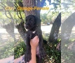 Small Photo #4 Great Dane Puppy For Sale in FORT DENAUD, FL, USA