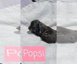 Small Photo #6 Aussiedoodle Puppy For Sale in LITHIA, FL, USA