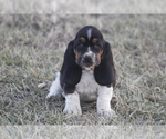 Small #4 Basset Hound