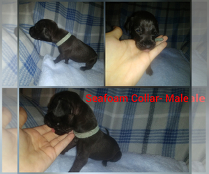 Great Dane Puppy for sale in CASSATT, SC, USA