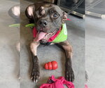 Small #13 Boxer Mix