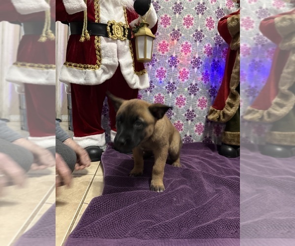 Medium Photo #18 Belgian Malinois Puppy For Sale in JACKSONVILLE, FL, USA