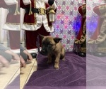 Small Photo #18 Belgian Malinois Puppy For Sale in JACKSONVILLE, FL, USA