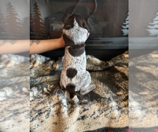 Medium Photo #3 German Shorthaired Pointer Puppy For Sale in BOONVILLE, IN, USA