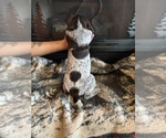 Small #2 German Shorthaired Pointer