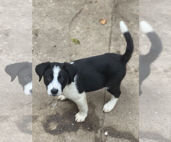 Medium Photo #1 Border Collie-Unknown Mix Puppy For Sale in Dana Point, CA, USA