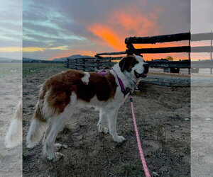 Laika - Female Saint Bernard-Unknown Mix Dog for Adoption - Photo #2