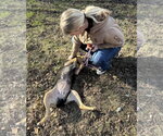 Small Photo #9 Mutt Puppy For Sale in Hinton, WV, USA