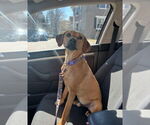 Small Rhodesian Ridgeback Mix