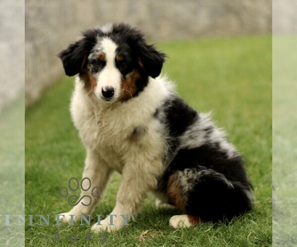 Medium Photo #3 Australian Shepherd Puppy For Sale in LANCASTER, PA, USA