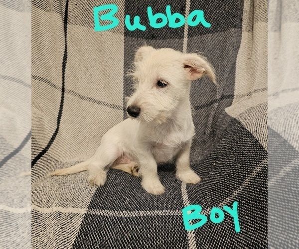 Medium Photo #8 Chizer Puppy For Sale in MONTEZUMA, GA, USA