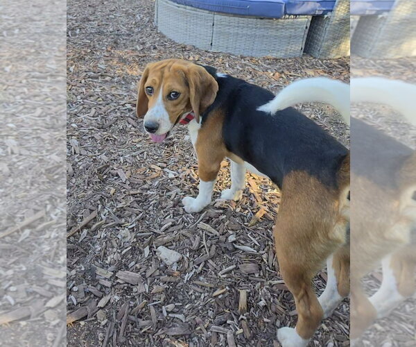 Medium Photo #5 Beagle Puppy For Sale in Las Vegas, NV, USA