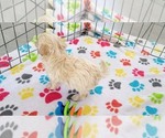 Small #9 Maltese-Poodle (Toy) Mix