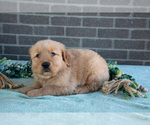 Small Photo #6 Golden Retriever Puppy For Sale in MILLERSBURG, OH, USA
