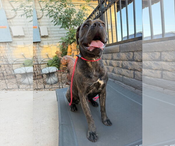 Medium Photo #3 Mutt Puppy For Sale in Goodyear, AZ, USA