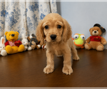 Image preview for Ad Listing. Nickname: Cocker spaniel