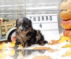 Aussiedoodle Miniature  Puppy for sale in COLLEGE STA, TX, USA