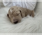 Puppy Prince Charles Poodle (Standard)