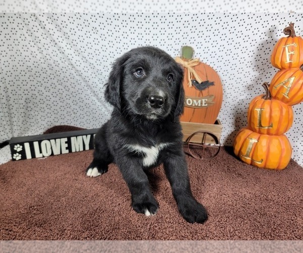 Medium Photo #3 Golden Mountain Dog Puppy For Sale in BLACK FOREST, CO, USA