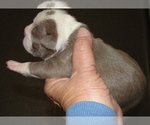 Small Photo #4 Boston Terrier Puppy For Sale in CRKD RVR RNCH, OR, USA
