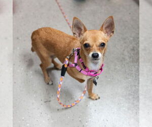 Chihuahua Dogs for adoption in Mundelein, IL, USA