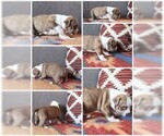 Small Photo #10 American Staffordshire Terrier-Olde English Bulldogge Mix Puppy For Sale in CHARLOTTE, NC, USA