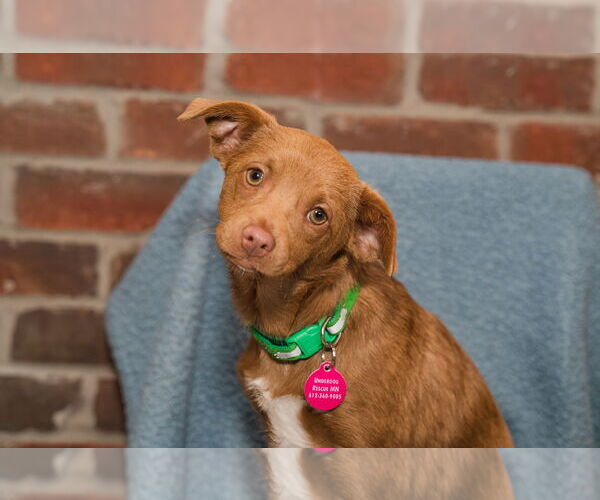 Medium Photo #2 Chihuahua-Unknown Mix Puppy For Sale in St. Louis Park, MN, USA