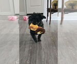 Small #3 Poodle (Standard) Mix