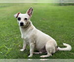 Small #4 Chihuahua