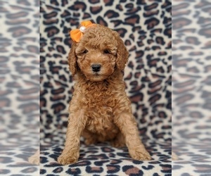 Goldendoodle Puppy for sale in OXFORD, PA, USA