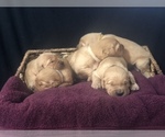 Small Photo #2 Golden Retriever Puppy For Sale in OREGON CITY, OR, USA