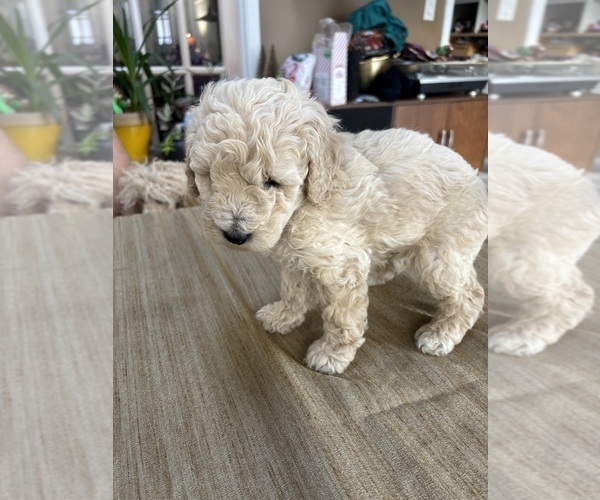 Medium Photo #13 Poodle (Miniature) Puppy For Sale in EAST AMHERST, NY, USA