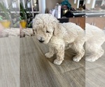 Small Photo #13 Poodle (Miniature) Puppy For Sale in EAST AMHERST, NY, USA