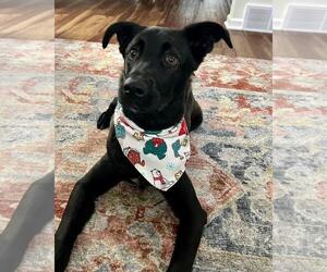 Labrador Retriever-Unknown Mix Dogs for adoption in Rootstown, OH, USA