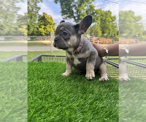 Medium Photo #1 French Bulldog Puppy For Sale in CRYSTAL CITY, TX, USA